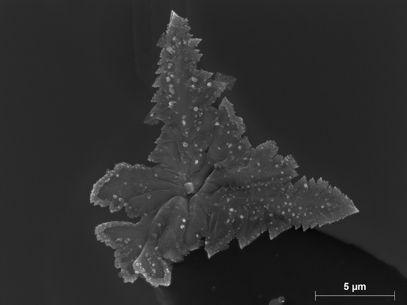 Black and white image of a tree-like crystal 