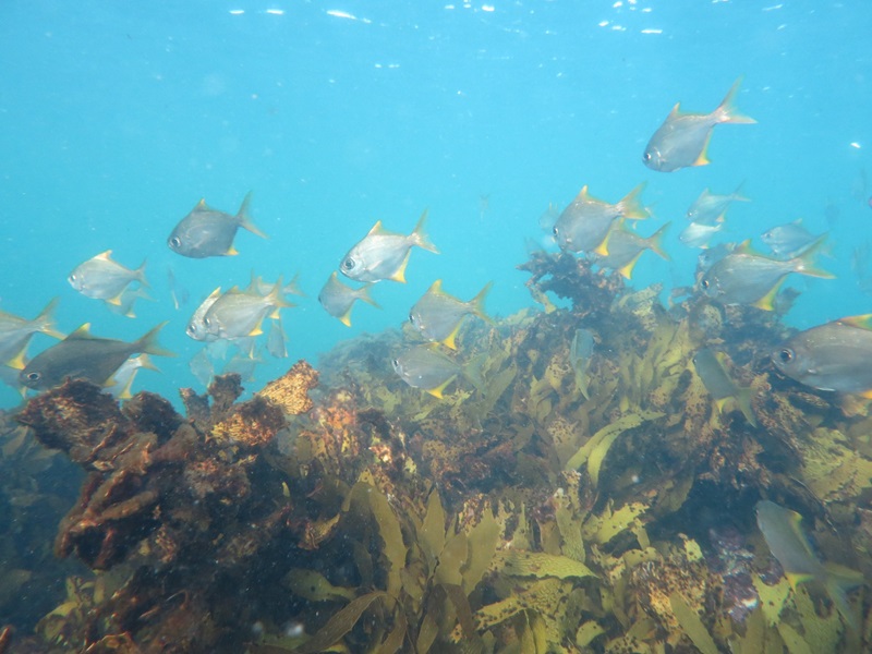 A school of silver fish with yellow fins swimming above sewaeeds.
