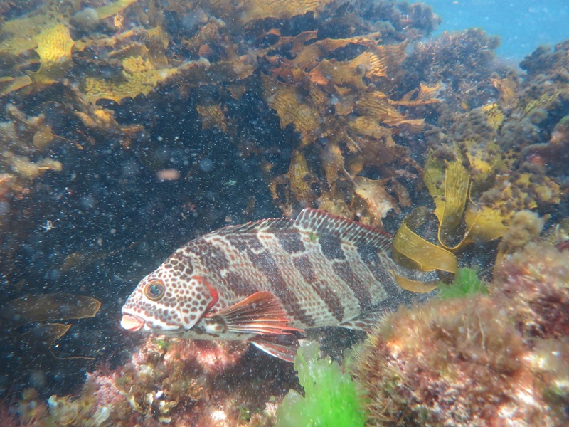A dark and light striped fish swimming among seaweeds.