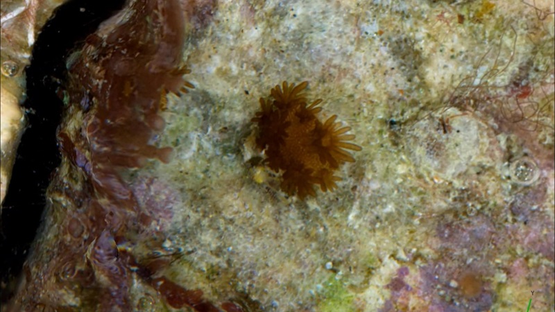 Close up of a small coral perched on a rock. 