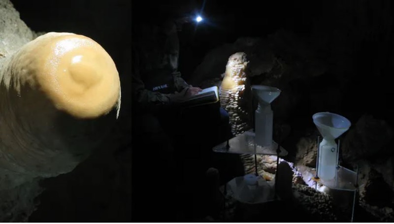 The impact of reduced preferential flow can be seen in the stalagmite image below. A contraction of the growth to the centre of the stalagmite indicates a reduction in drip rate.