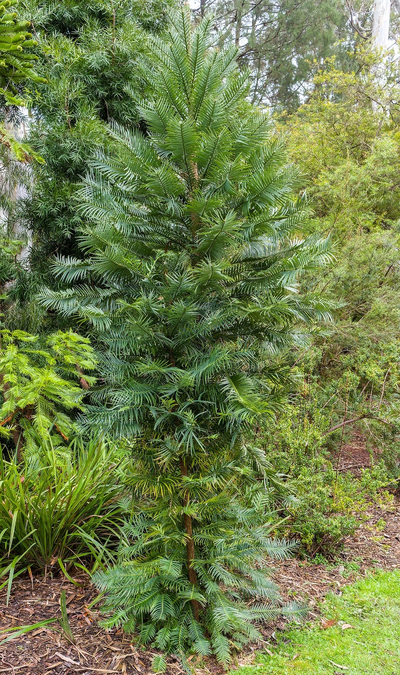 A small, unusual looking tree around 3 metres tall growing in a garden bed.