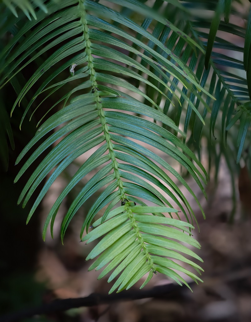 Close up a Wollemi Pine branch showing long thin leaves that vary in length in a rhythmic pattern.