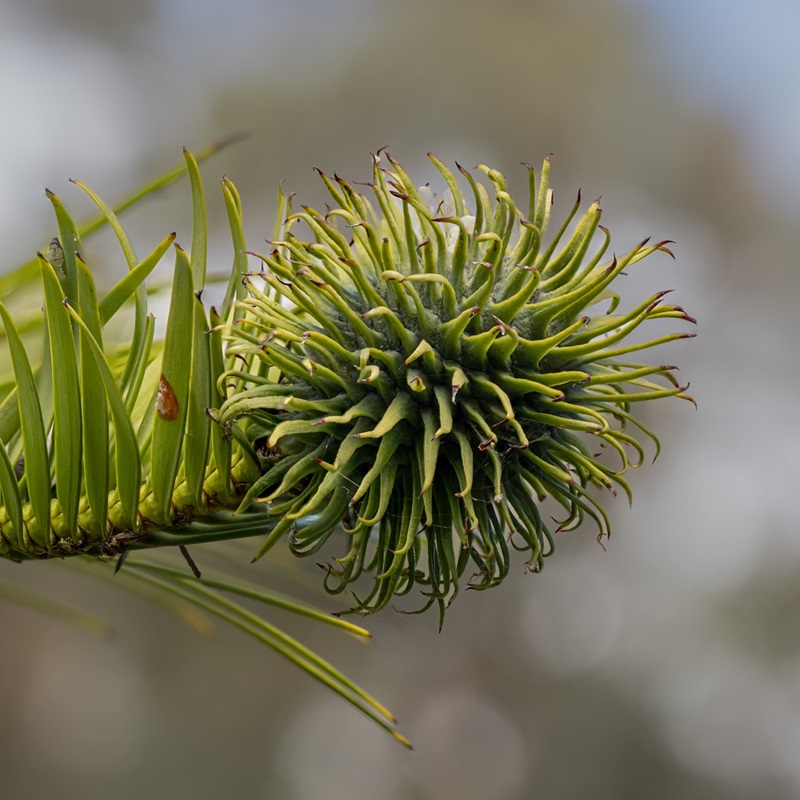 A spikey, round, green cone growing at the tip of a Wollemi Pine branch.