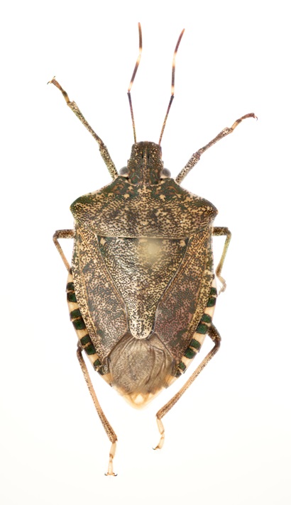 Dorsal view of a stink bug specimen showing a brownish bug with long antennae.