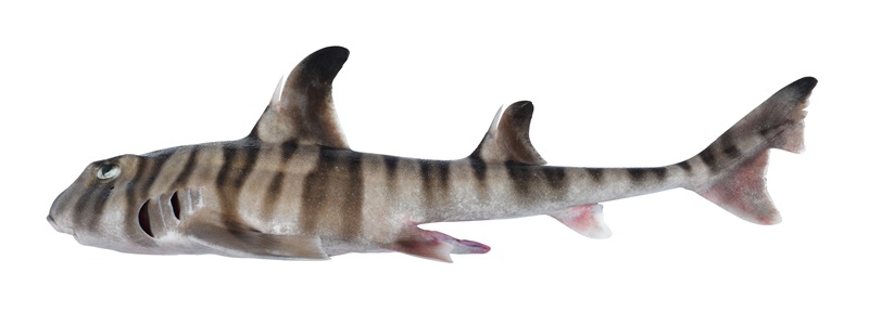 Lateral image of a freshly caught shark specimen showing a painted effect of brownish stipes along a pale body.
