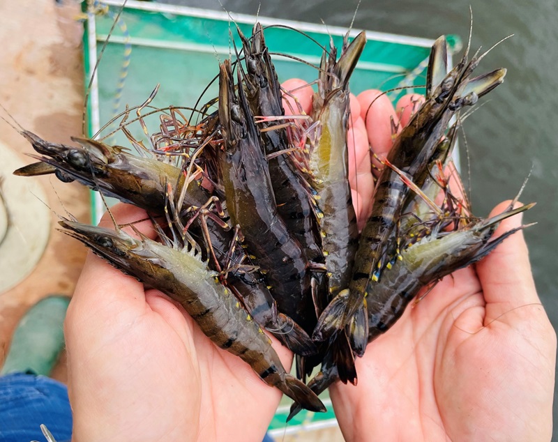 A person holding a handful of prawns.