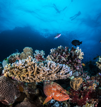 An underwater shot of coral, cod and snorkellers at Pixie Pinnacle, Ribbon Reef