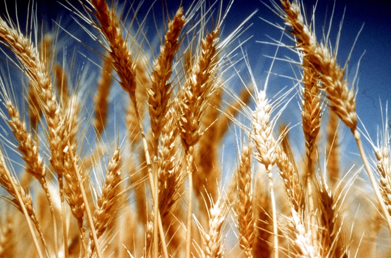 A close up photo of heads of wheat, the sky is blue in the background.  