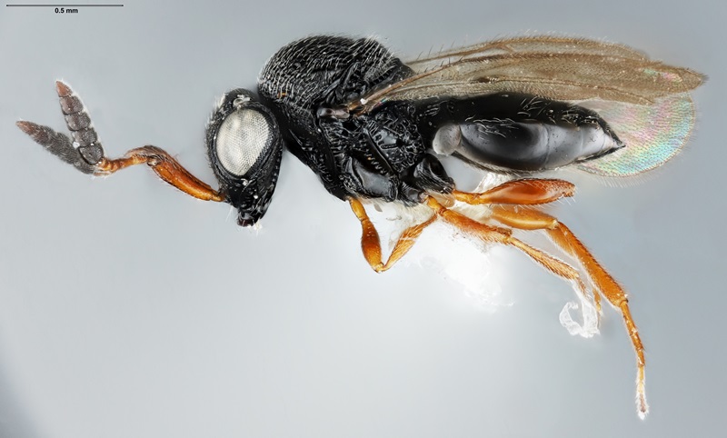 A close up of the tiny Samurai wasp Trissolcus mitsukurii