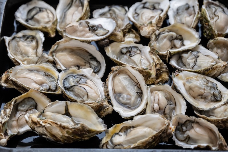 Oysters