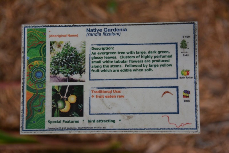 A photo of a sign from the Indigenous garden which shows the features of a Native Gardenia plant