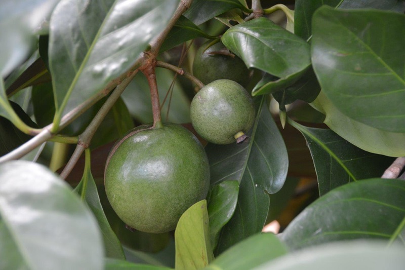A close up photo of green fruit growing on the native gardenia tree
