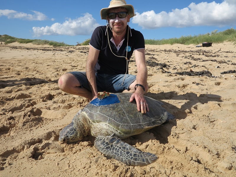Marine ecologist Mat Vanderklift on a beach with his hand on a satellite tagged green sea turtle