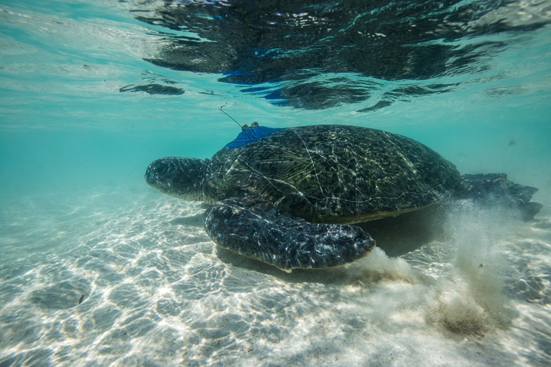 A turtle with a satellite glued to its back swimming through shallow, clear water. 