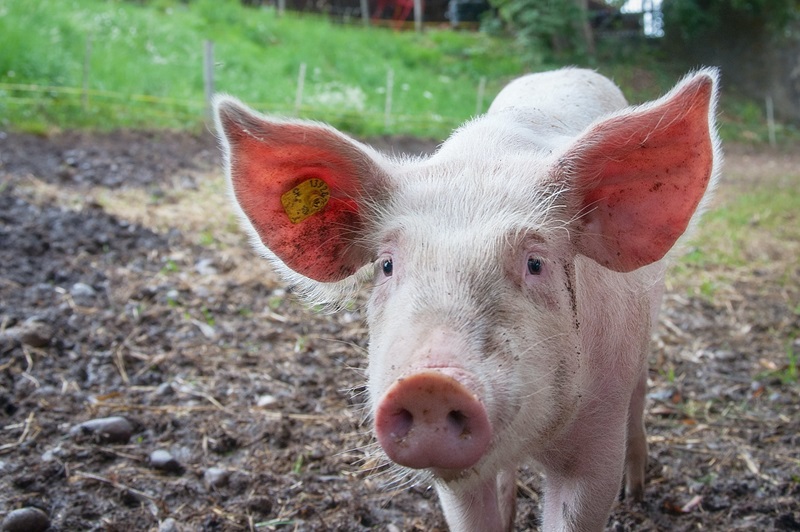 One pig in a field.