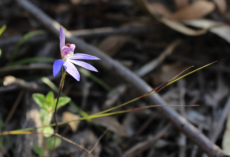 A small orchid with blue petals growing on the ground amongst twigs and leaves.