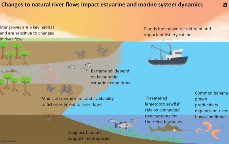 Graphic illustrating how altering river flow influences downstream estuarine and marine species and habitats