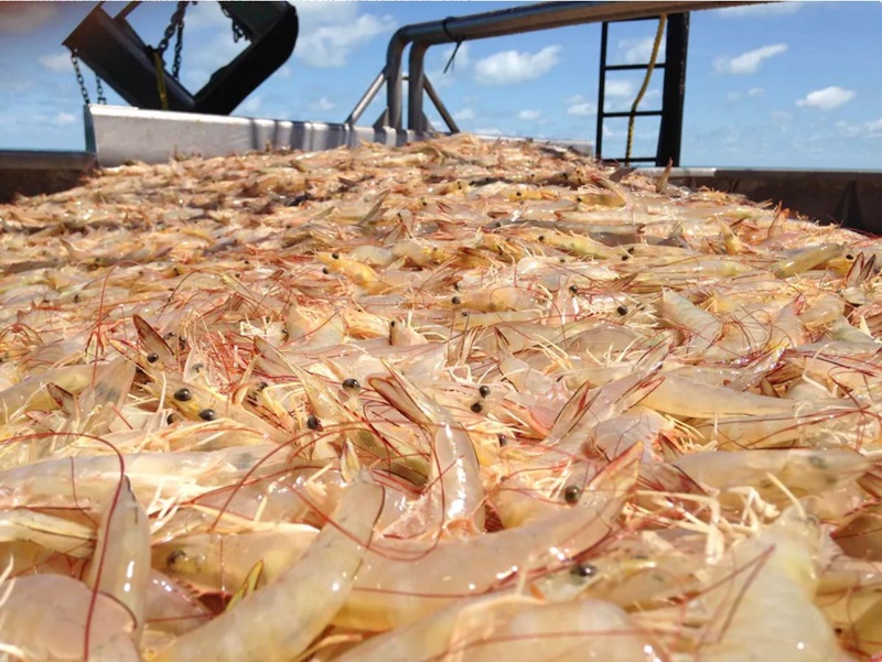 Photo showing many common banana prawns on a trawler. This is one of several species caught by the Northern Prawn Fishery