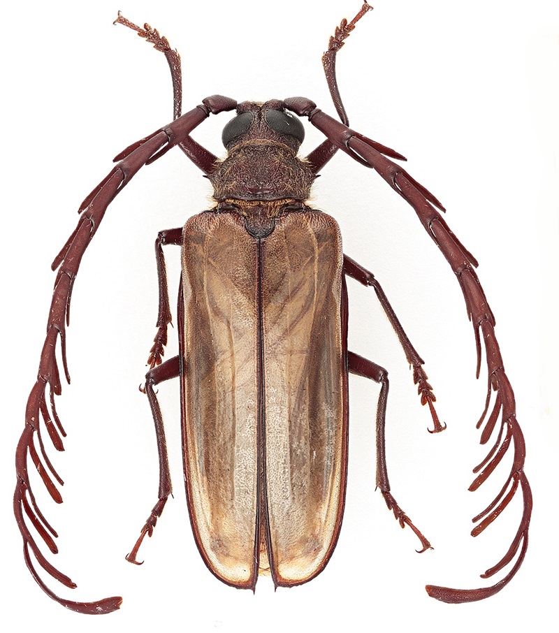 Dorsal view of a light brown longhorn beetle with feathered atennae longer than its body.