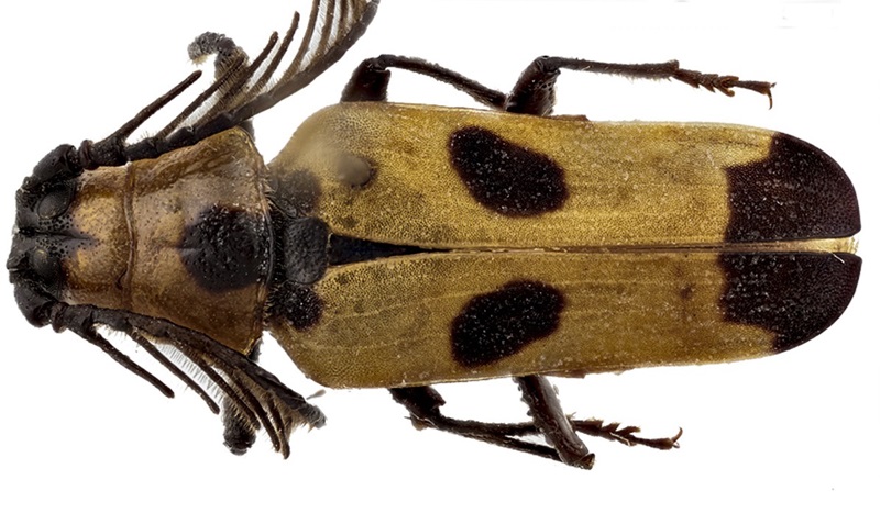 Dorsal view of a beetle with feathered antennae and yellow elytra with a brown spot and tips.