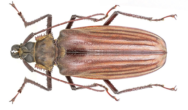Dorsal view of a large brown beetle with long antennae half its total length and brown stripes running along its body.