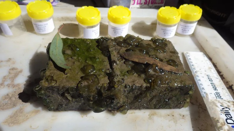 biofilm and algae from river