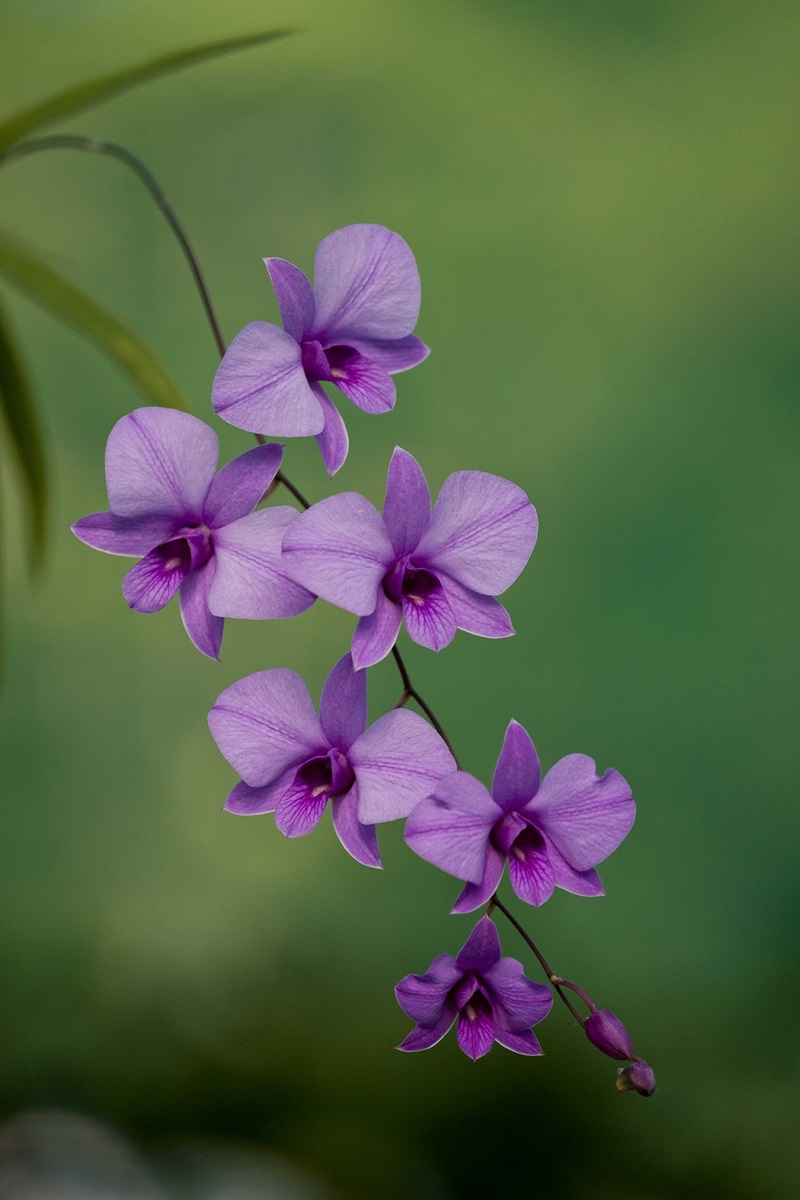 Purple flowers of an orchid against a green background.