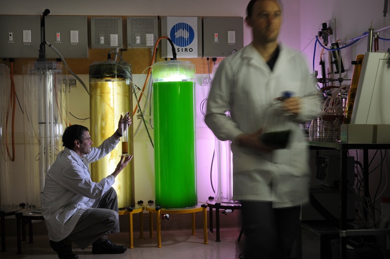 Scientists harvesting microalgae from a photobioreactor in a lab.