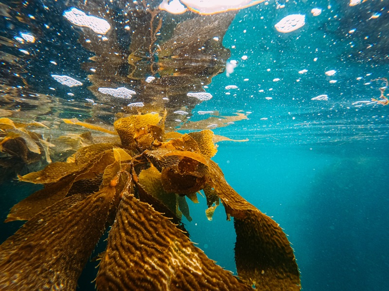 Kelp floating underwater