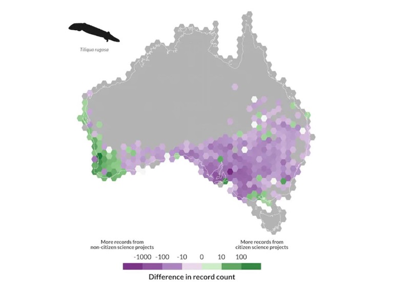 figure showing shingleback lizard locations from citizen science