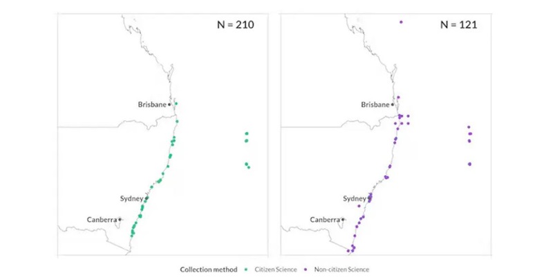 figure showing citizen science observations of black rockcod