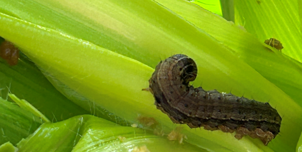 Fall armyworm caterpillar in corn plant leaf