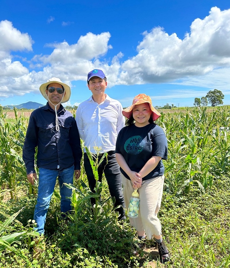 Researchers inspecting fall armyworm damage in sweet corn in Queensland