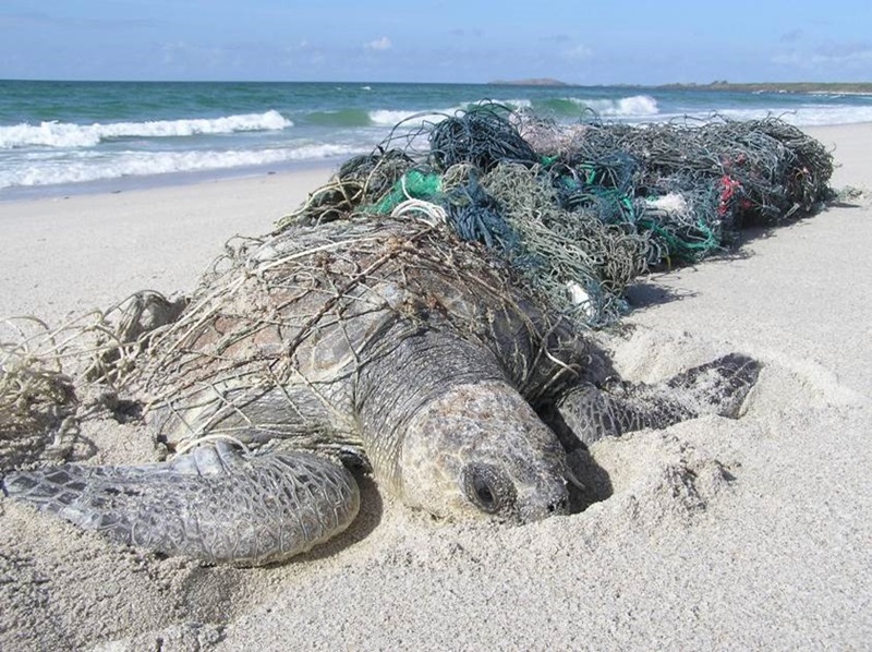 A turtle on a beach entangled in fishing nets. 