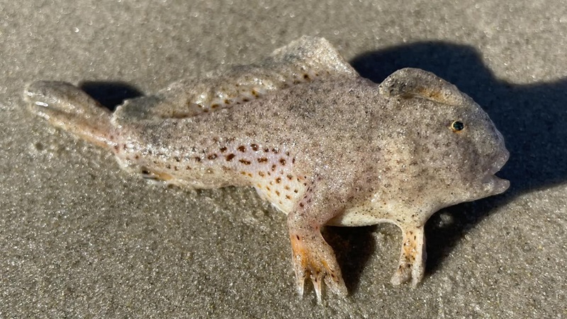 Dead spotted handfish lying on sand. 