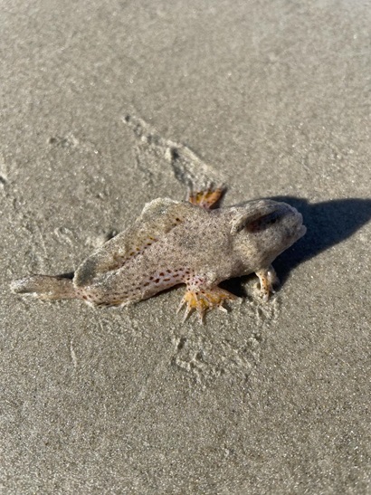Dead spotted handfish lying on sand.