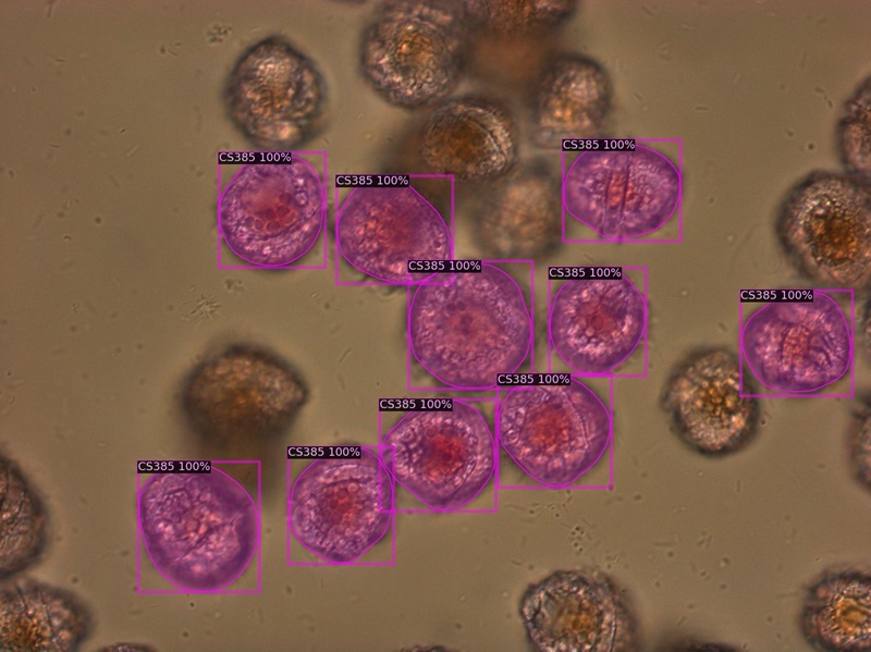 A microscope image of a number of algal cells, ten of the cells have been surrounded by digital pink boxes with reference numbers 