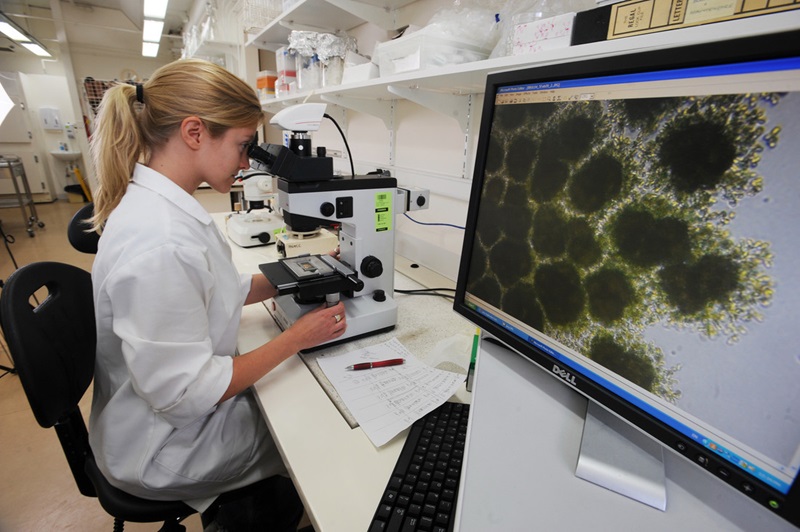 A CSIRO scientist inspecting algae through a microscope 