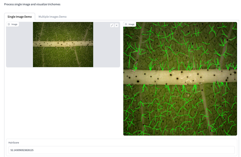 A screenshot of the user interface of Hairnet2, on the left is an image of the back of a cotton leaf taken using a microscope, on the right the same image has been annotated by a machine learning algorithm and individual hairs are highlighted in neon green
