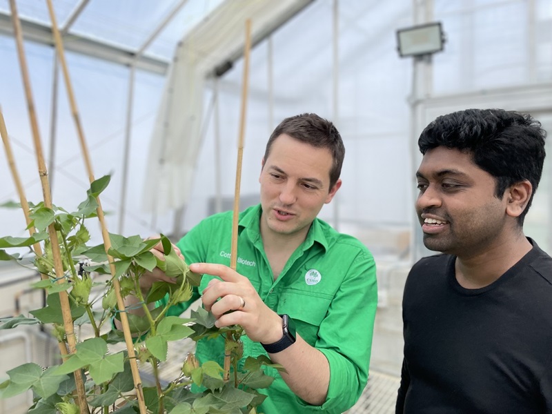 Drs Vivien Rolland and Moshiur Farazi inspect cotton in a glasshouse in Canberra. 