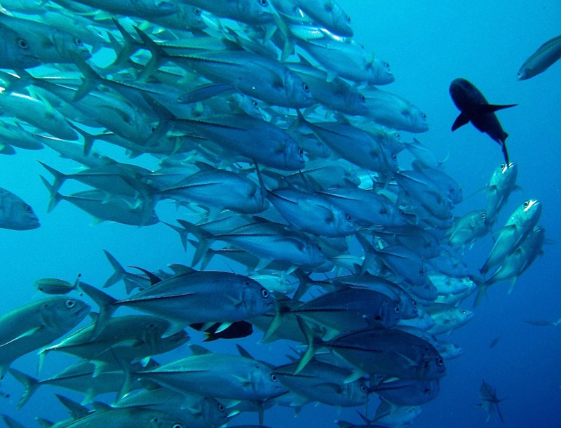 Pictured are a school of Giant Trevally fish on the Great Barrier Reef. Communicating improved marine heatwave forecasts to fisheries and aquaculture industries through briefings, allows for proactive management decisions. Copyright Commonwealth of Australia (GBRMPA) Photographer: C. Jones.