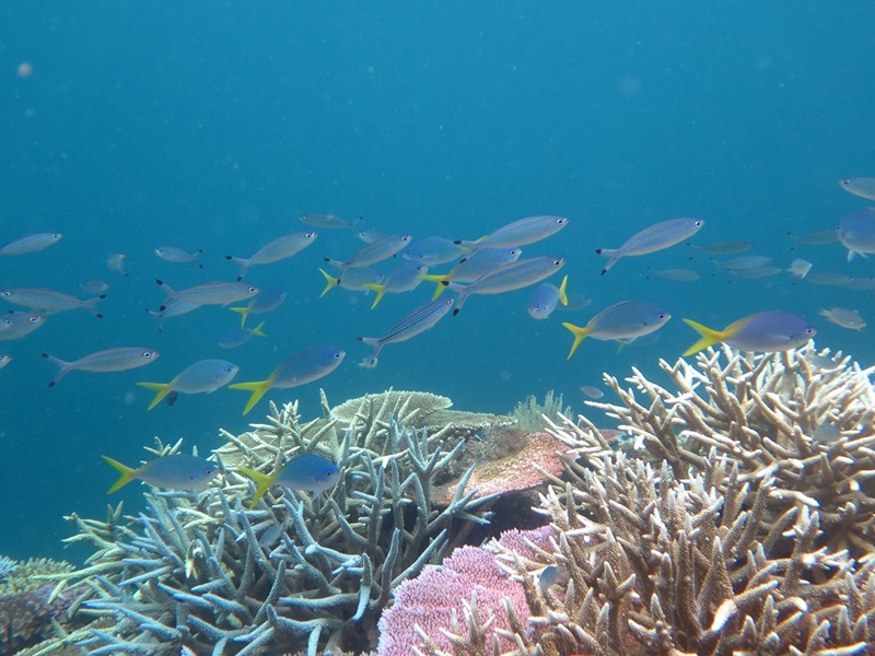 Fish pass over bleached coral. The fish were observed during an underwater coral bleaching survey in the Cairns/Cooktown Management Area in 2017.  Copyright Commonwealth of Australia (GBRMPA) Photographer: J. Stella