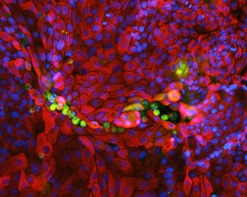 Close up of rabbit liver organoid cells. Virus proteins in green. Cell nuclei in blue. Liver cells in red.