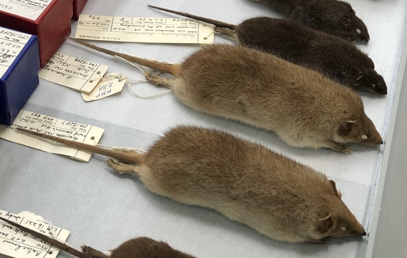 Five preserved specimens of a small, brown, mouse-like marsupial, each with specimen labels, lying in parallel on a tray.