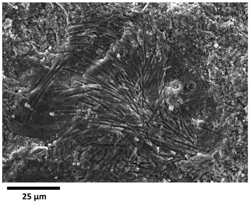 Black and white image showing a pattern of fibres in rock.