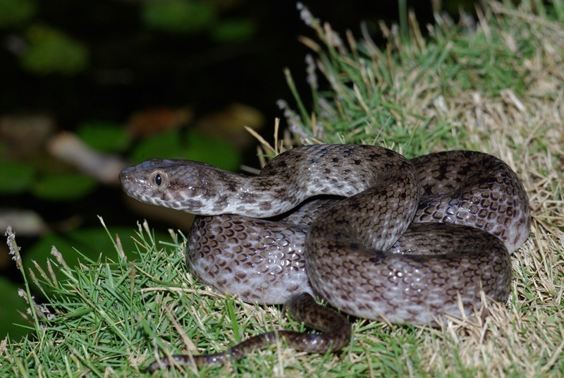 Snake is curled up on a patch of grass.