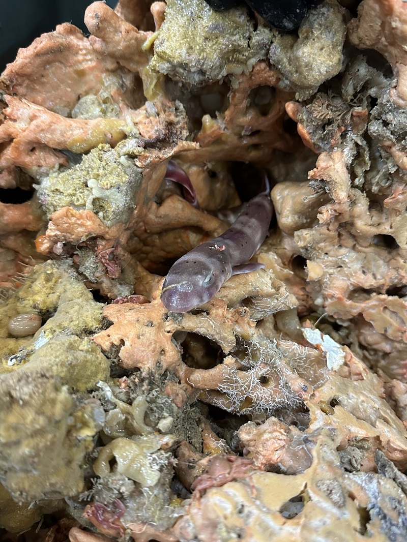 A purplish-grey banded shark poking out of a canal of a large sponge with many canals and crevices.