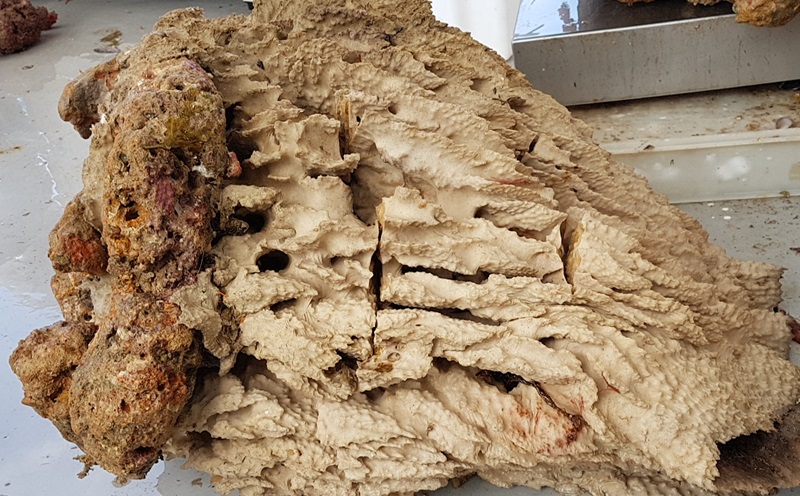 A large sponge on the deck of ship.