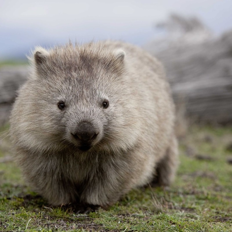 a picture of a fluffy common wombat looking at the camera on a grassy area with rocks behind it